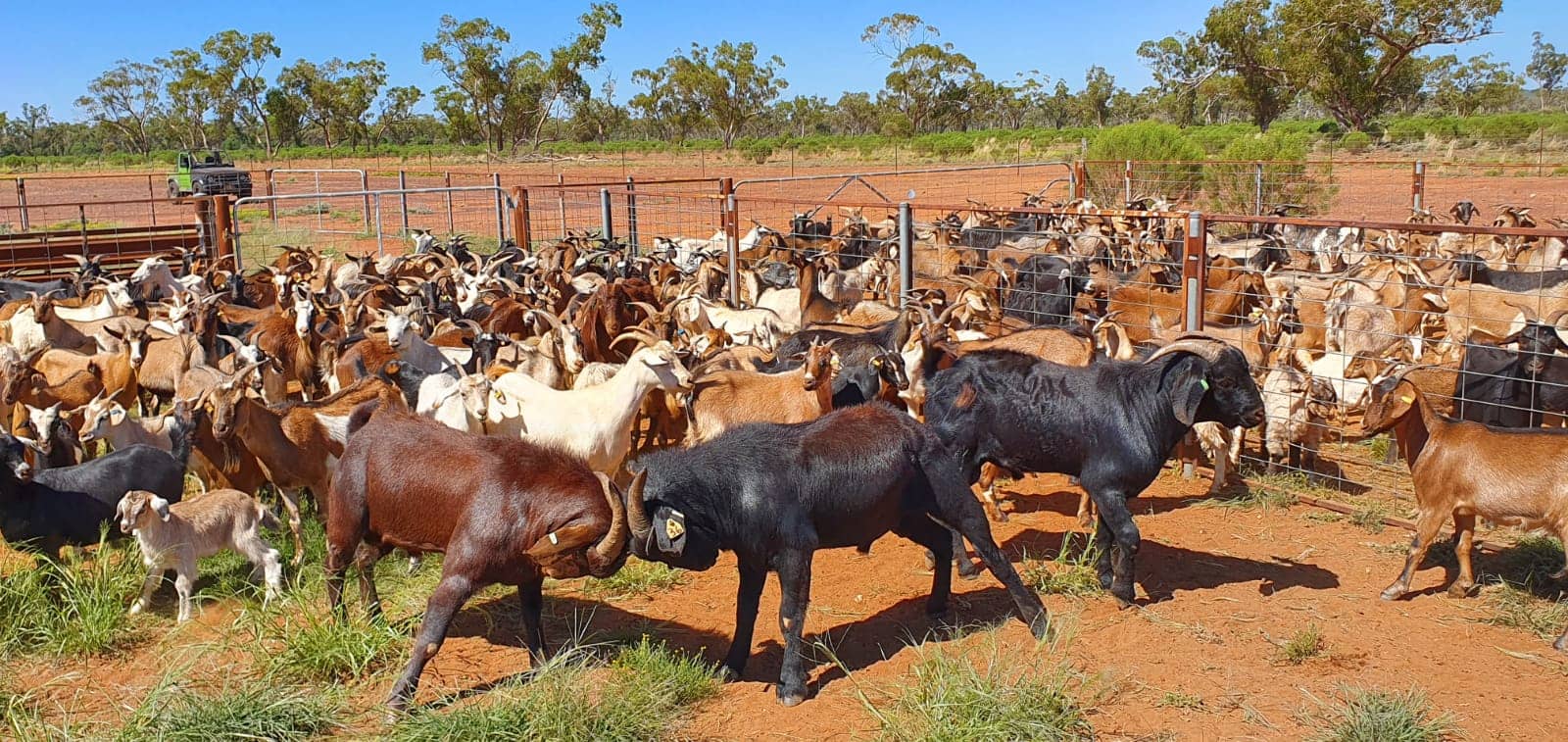 Yanda station rangeland goats gallery