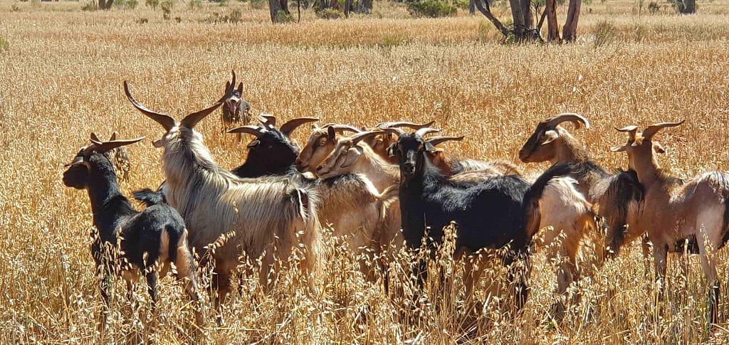 yanda-station-rangeland-goats-rangeland-goats