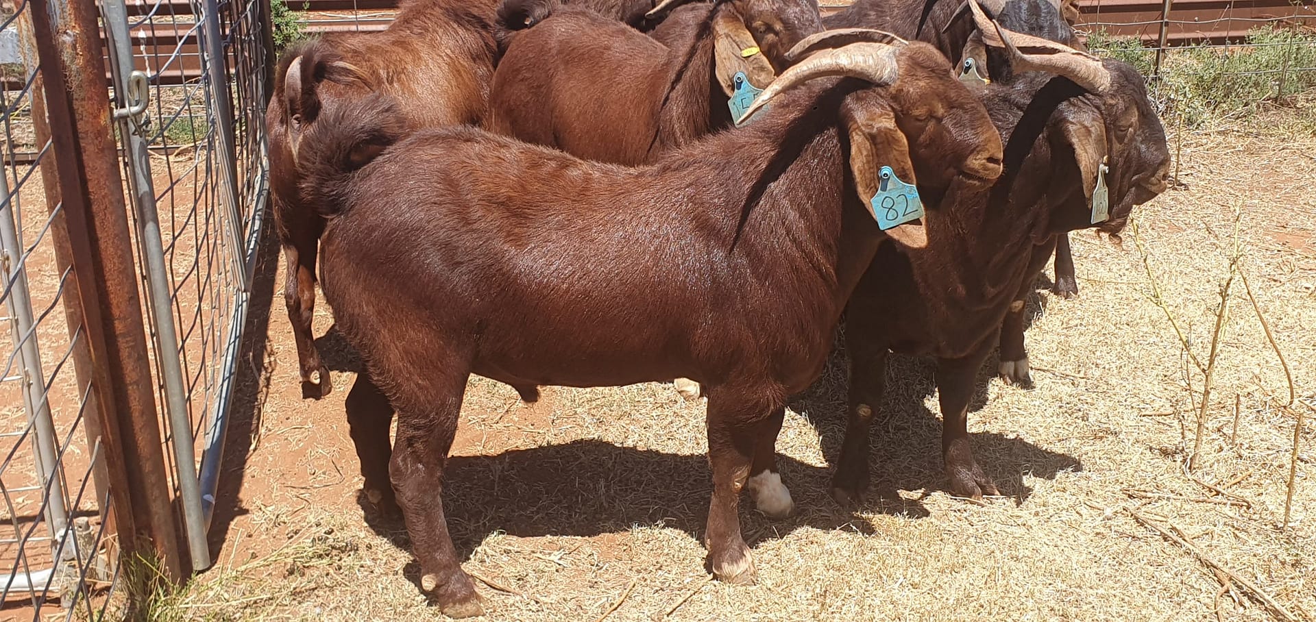 Yanda Station Rangeland Goats | Kalahari Red Goat Breeders in Australia